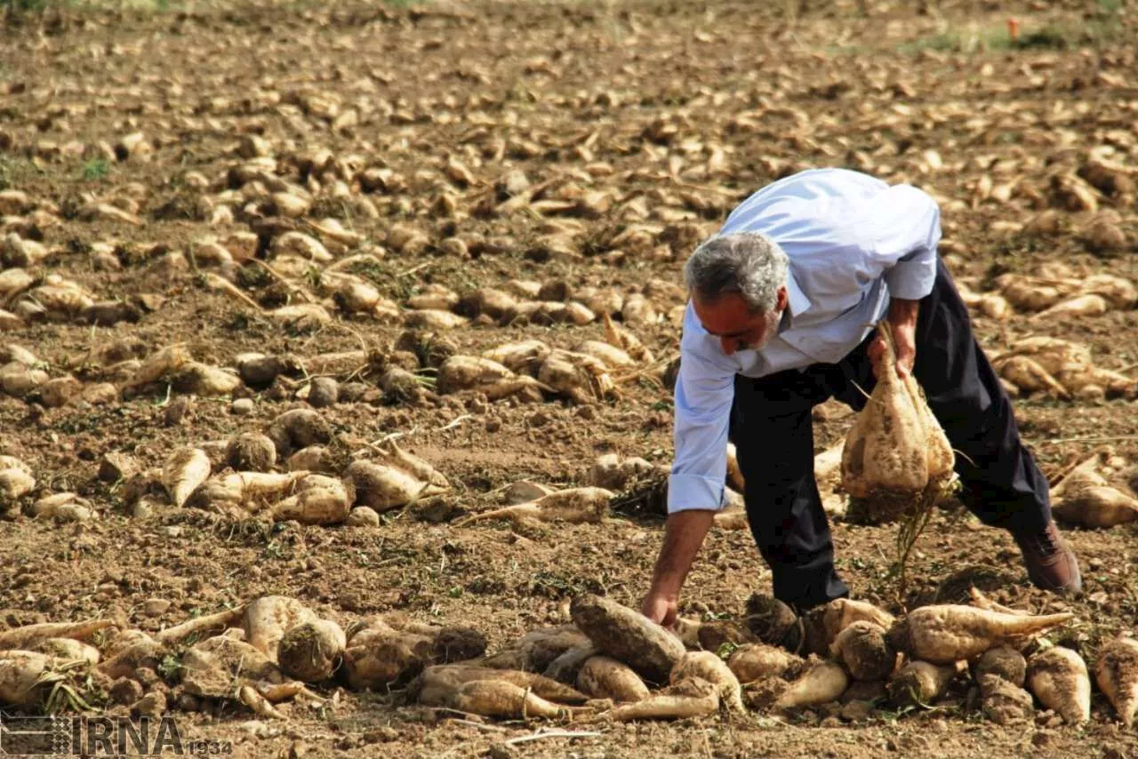 کاهش ۳۰ درصدی مصرف آب با کشت پاییزه چغندرقند