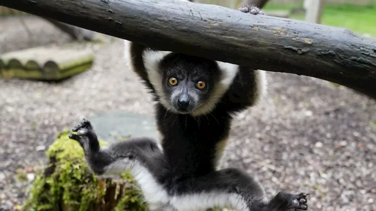 Lemurs: Pair of critically endangered lemurs born at Scottish safari ...