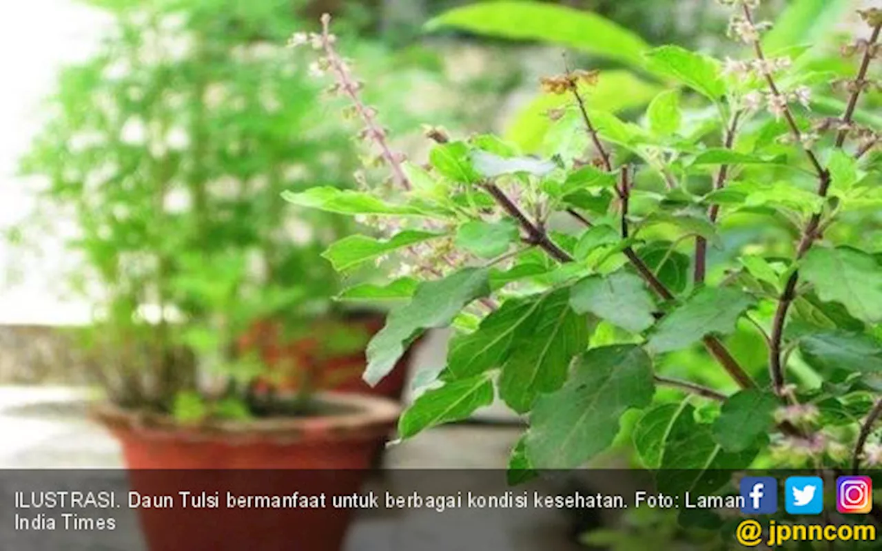 5 Herbal Ini Bantu Atasi Kecemasan yang Anda Rasakan