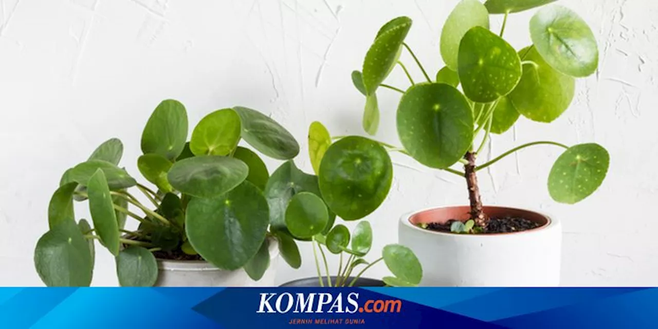 5 Tanaman Hias yang Dapat Mati di Tempat Lembap