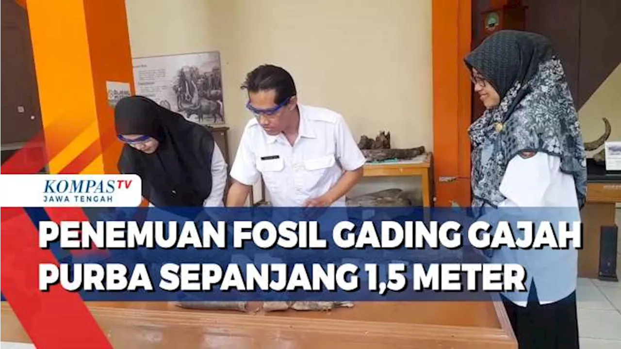 Penemuan Fosil Gading Gajah Purba Sepanjang 1,5 Meter