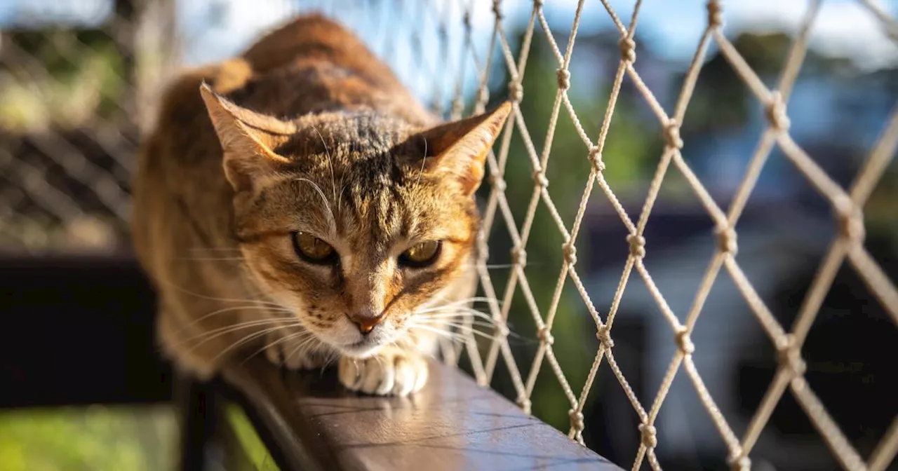 Tiercoach: Damit das Fenster für Katzen nicht zur Falle wird