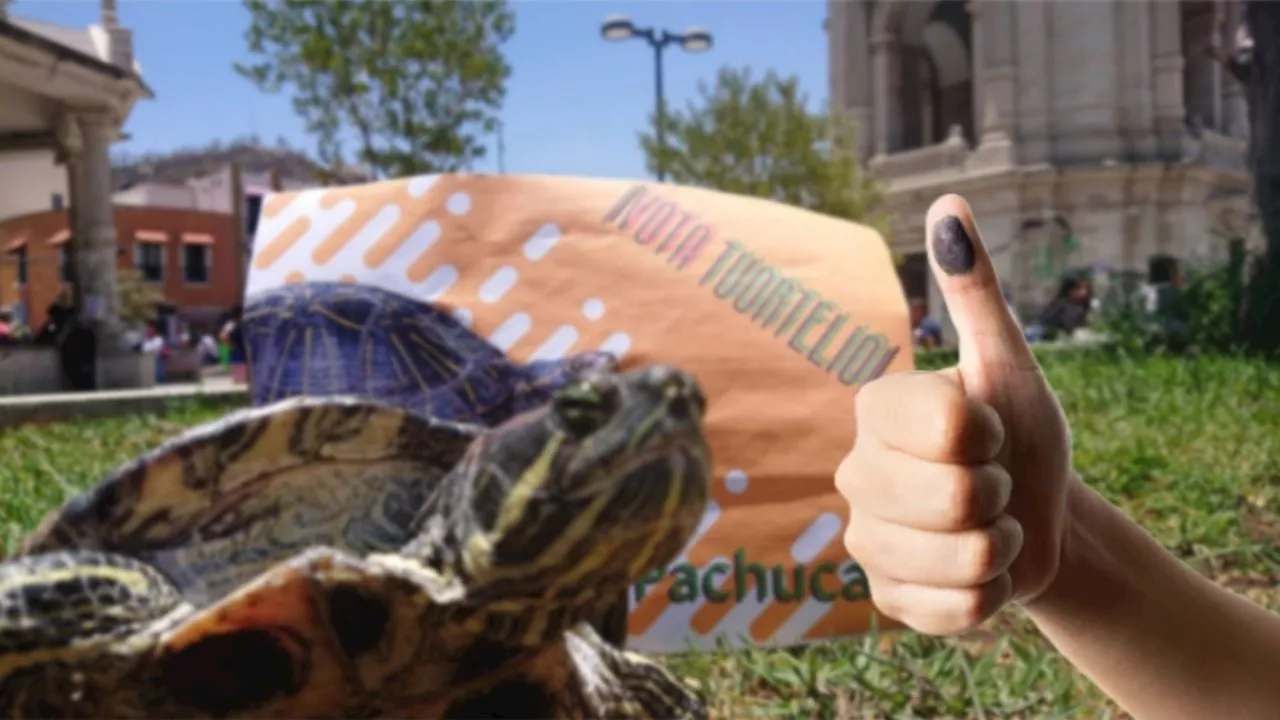 De última hora, aparece candidato tortuga para alcalde de Pachuca; así la viral historia