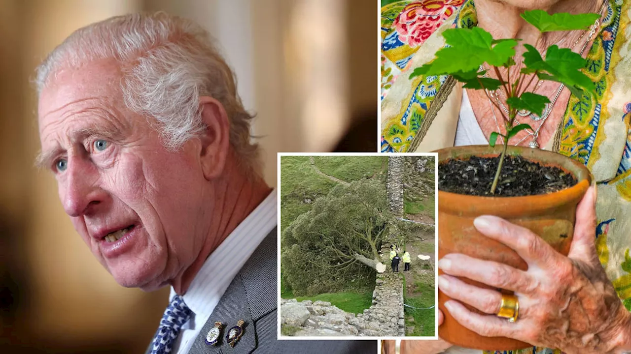 King Charles to plant first seedling from Sycamore Gap tree months after historic tree was felled in act of...