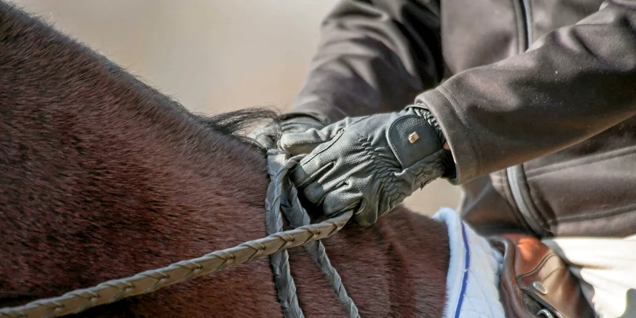 Équitation : une cavalière britannique se tue lors d’un entraînement