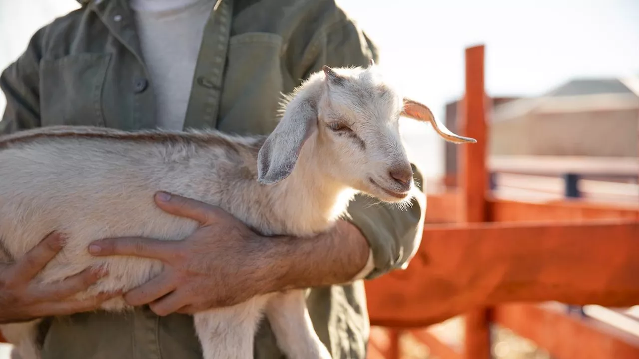 Benarkah Berkurban Seekor Kambing Pahalanya untuk 1 Keluarga? Simak Penjelasannya