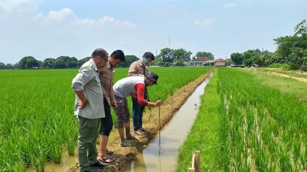 Keren, Metode Tanam Ini Bisa Hemat 20% Air Areal Persawahan