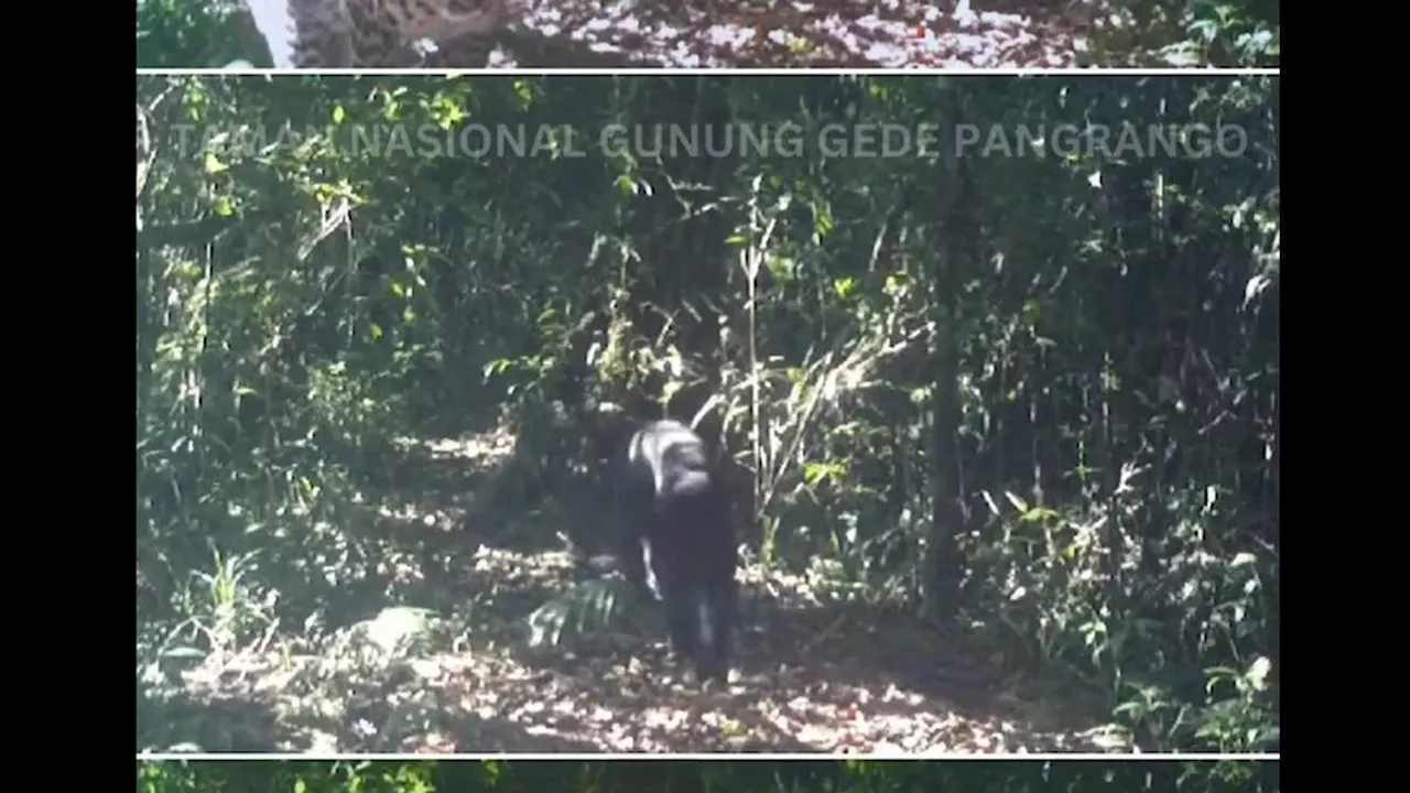 Macan Tutul dan Macan Kumbang Terekam Bersama di Gunung Gede Pangrango, Apa Benar di Jalur Pendakian?