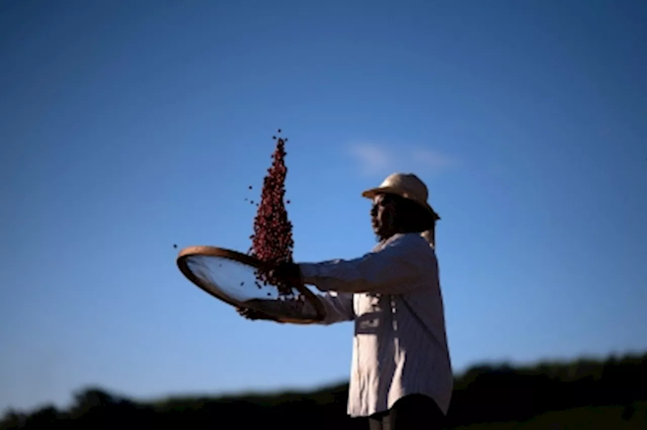 Black farmers in Brazil changing views on coffee production