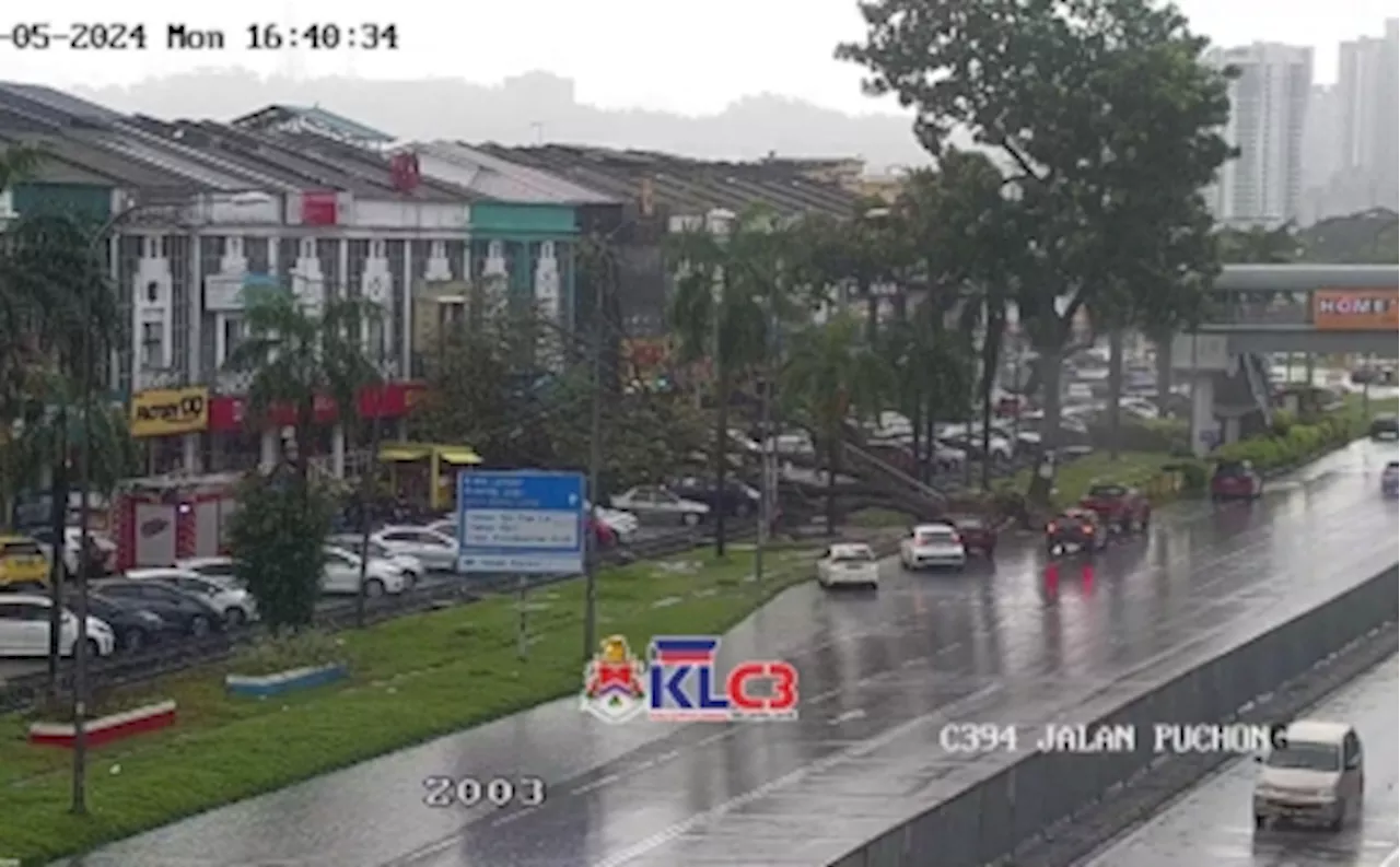 Toppled tree crushes seven cars in front of AmBank in Puchong’s Taman Kinrara