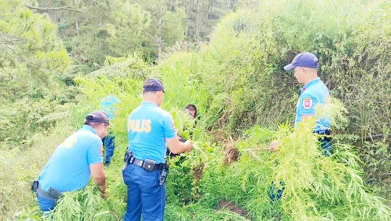 P10.8-M marijuana uprooted in Benguet