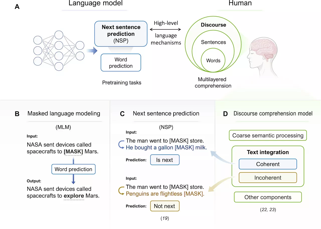 Improving AI large language models helps them better align with human brain activity