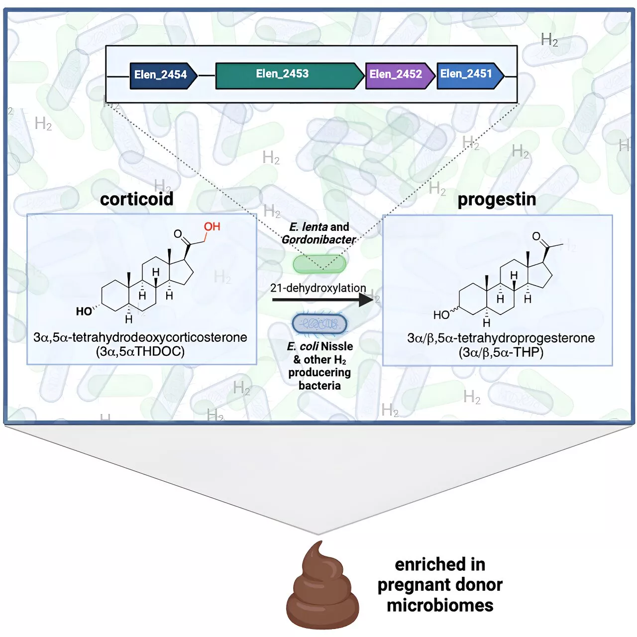 Study demonstrates how gut microbes process steroids—using flatulence