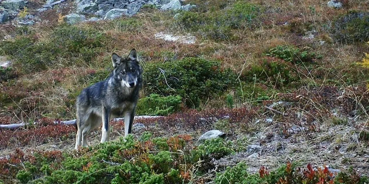 Auf der Bündner Herbstjagd wird auch auf Wölfe geschossen