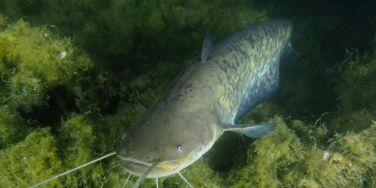 Welse machen sich im Gardasee breit - Taucher jagen die Fische