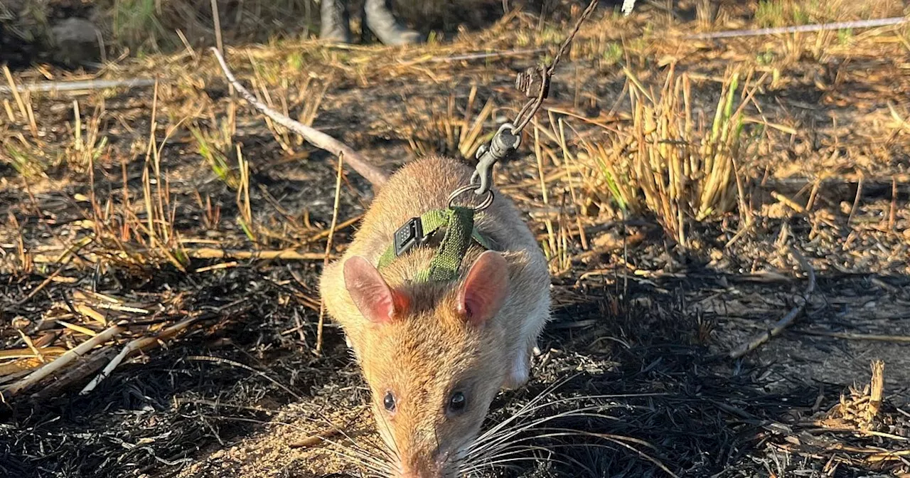 Riesenhamsterratten erschnüffeln Landminen in Angola