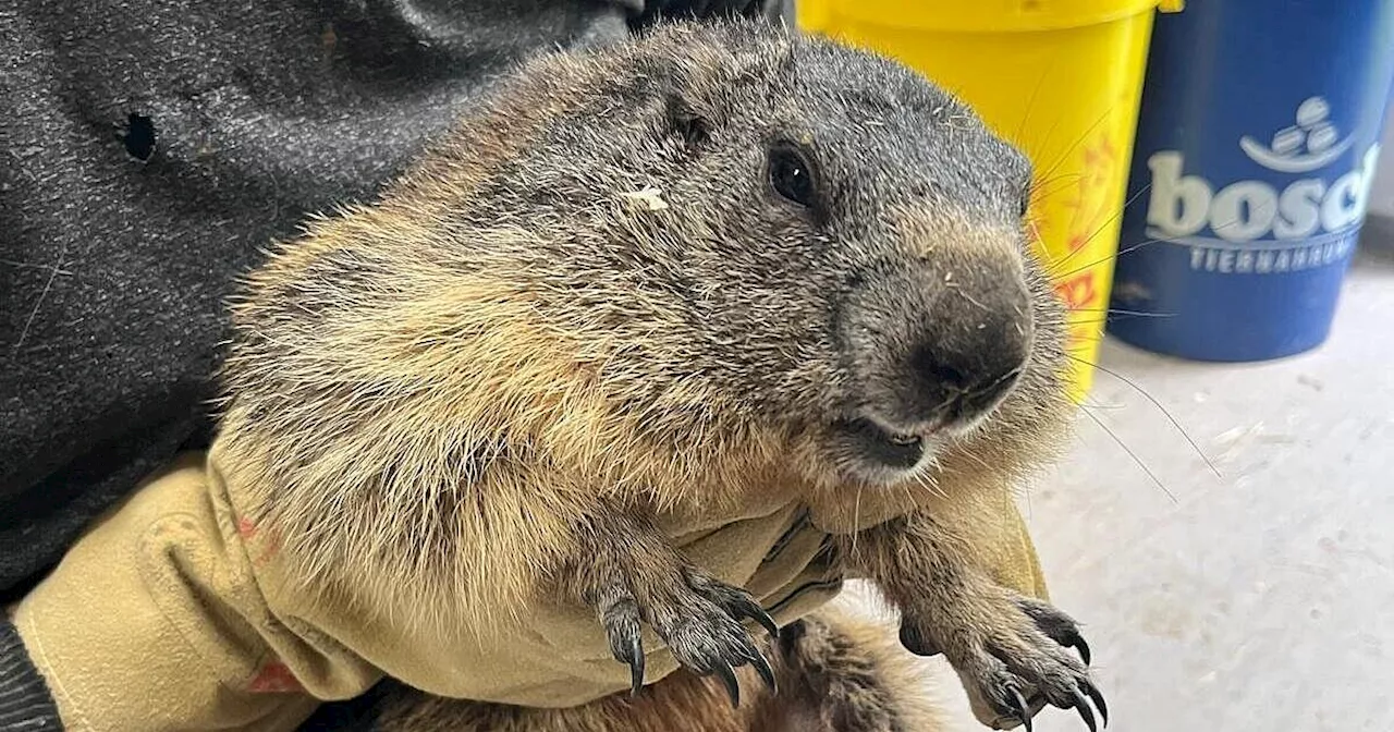 Seltener Gast: Bünder Tierschützer retten Alpen-Murmeltier