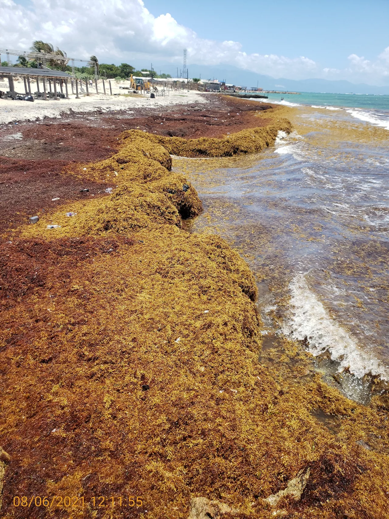 Secrets of sargassum: Scientists advance knowledge of seaweed causing chaos in the Caribbean and West Africa