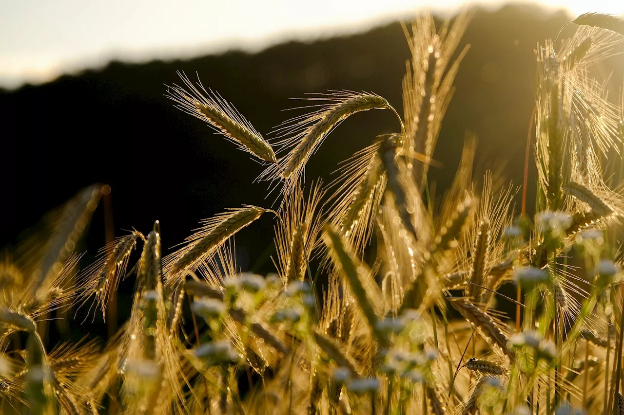 Study reveals fewer mold toxins in organically grown grain, compared to grain grown conventionally