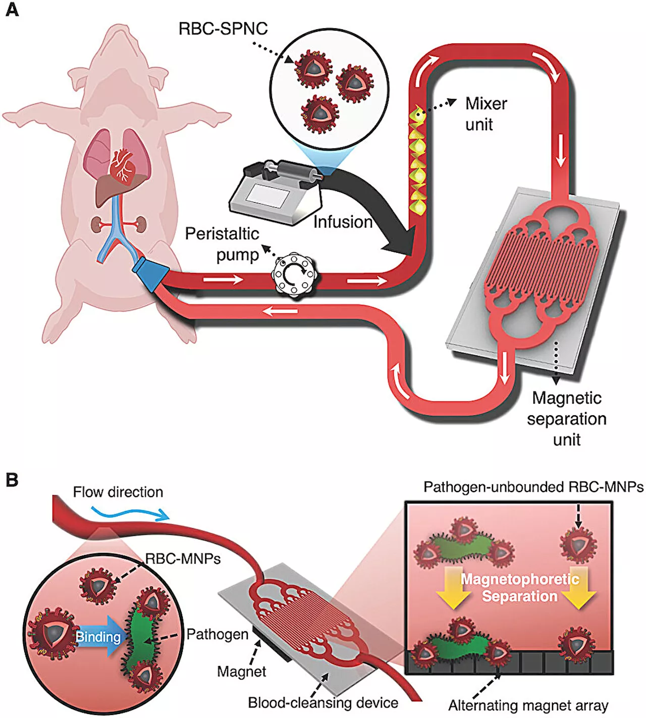 Study reveals promising technology for sepsis treatment using functional magnetic nanoclusters