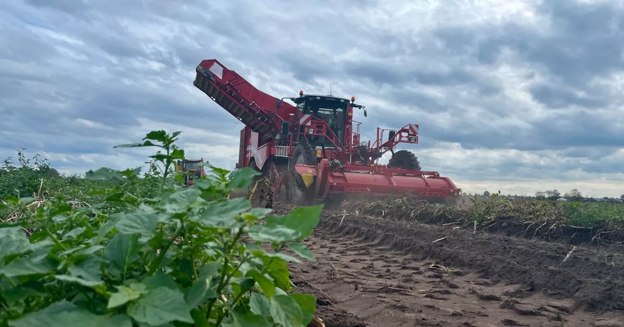 Avebe: meer tarra maar ook hogere basisprijs voor aardappeltelers