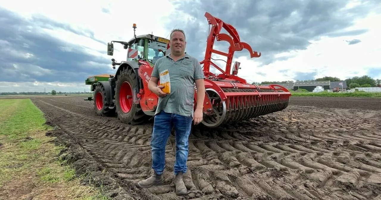 Hijken heeft primeur: na tientallen jaren weer augurkenteelt in Nederland