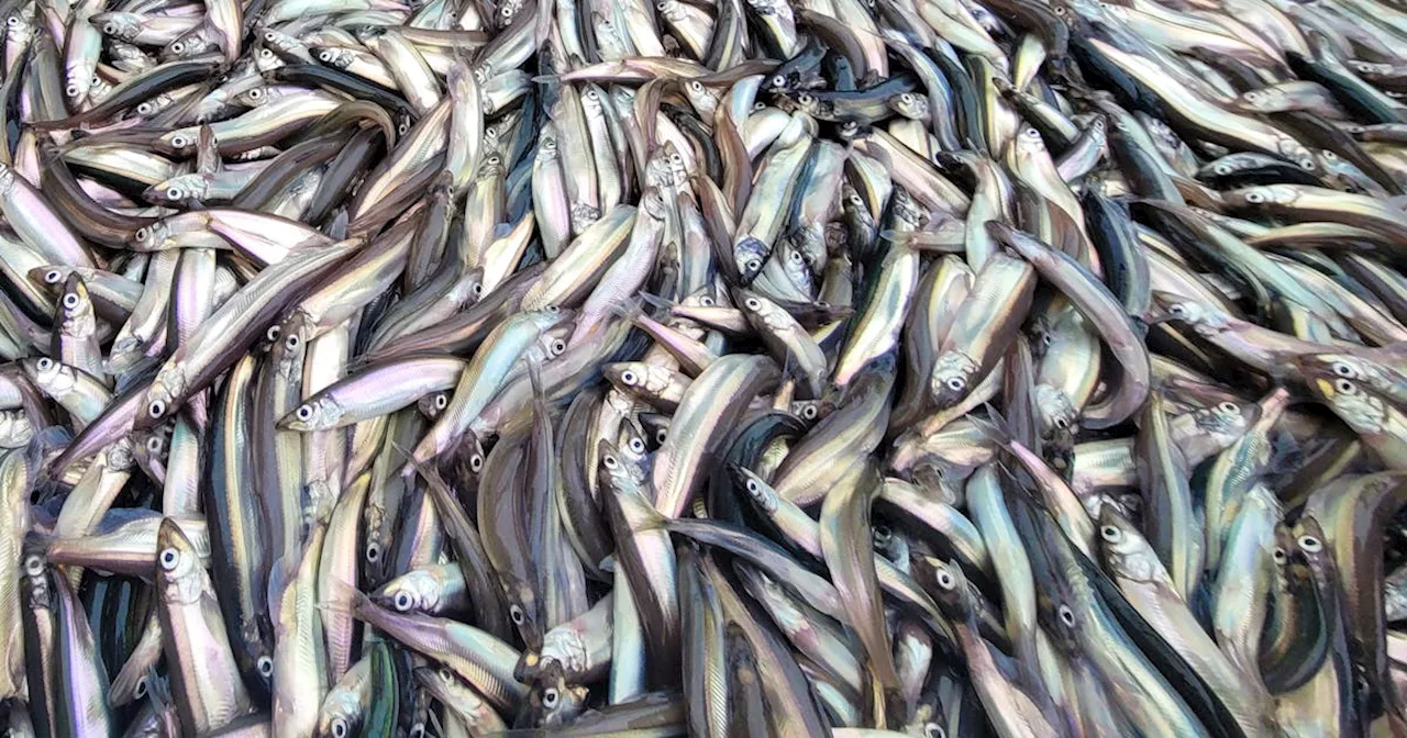 LETTER: Capelin are the most important fish in the ocean around N.L.