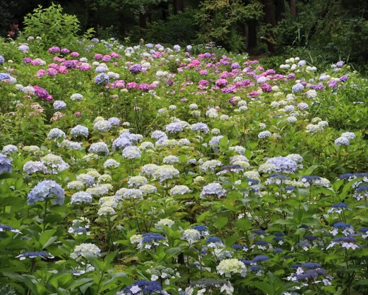 神代植物公園で「アジサイウィーク」を開催 梅雨の時期、傘をさしての散策も粋なもの（2024年5月27日）｜BIGLOBEニュース