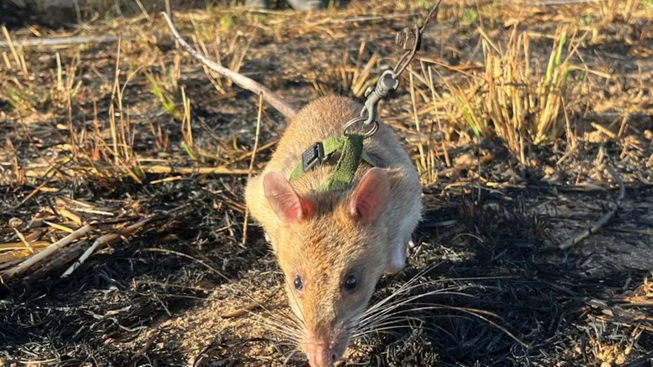 Tierische Helden: Riesenhamsterratten erschnüffeln Landminen in Angola