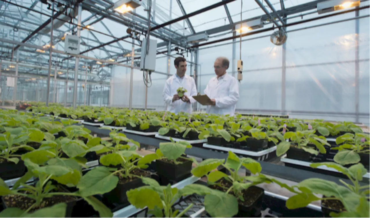 Can plants grow your meds? U of G researchers think so