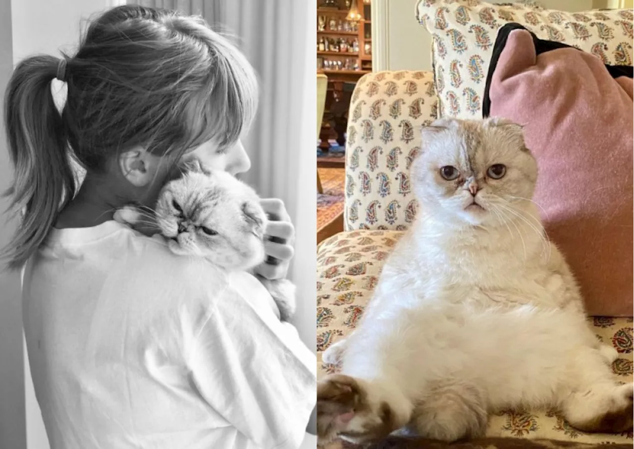 Penggemar Diminta Tak Membeli Jenis Kucing yang Dipelihara Taylor Swift, Ini Alasannya