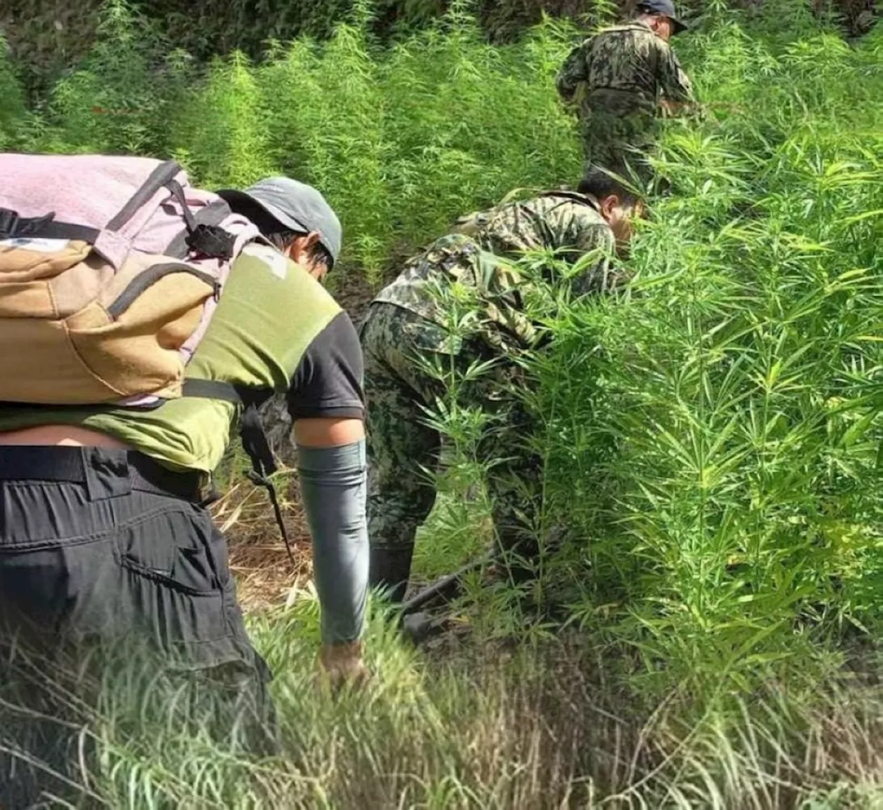 P10.8-M marijuana destroyed in Benguet