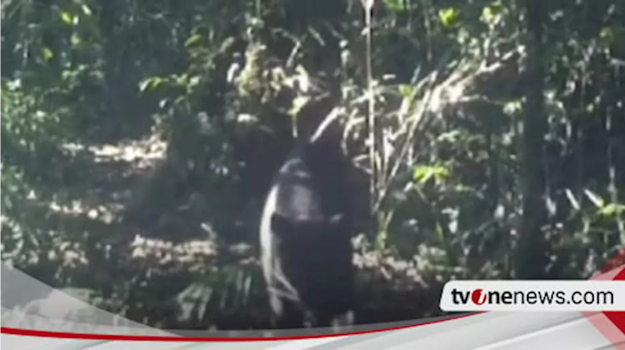 Macan Tutul dan Macan Kumbang Terekam CCTV di Kawasan Gunung Gede Pangrango, Pendaki Jangan Lakukan Hal Ini...