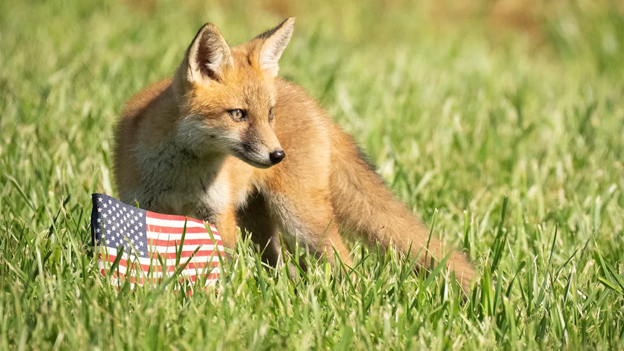 Curious fox investigates American flag in Chester County