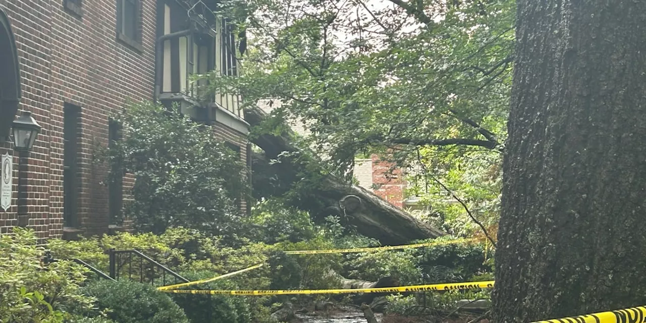 Mountain Brook woman, 79, killed when tree falls on apartment