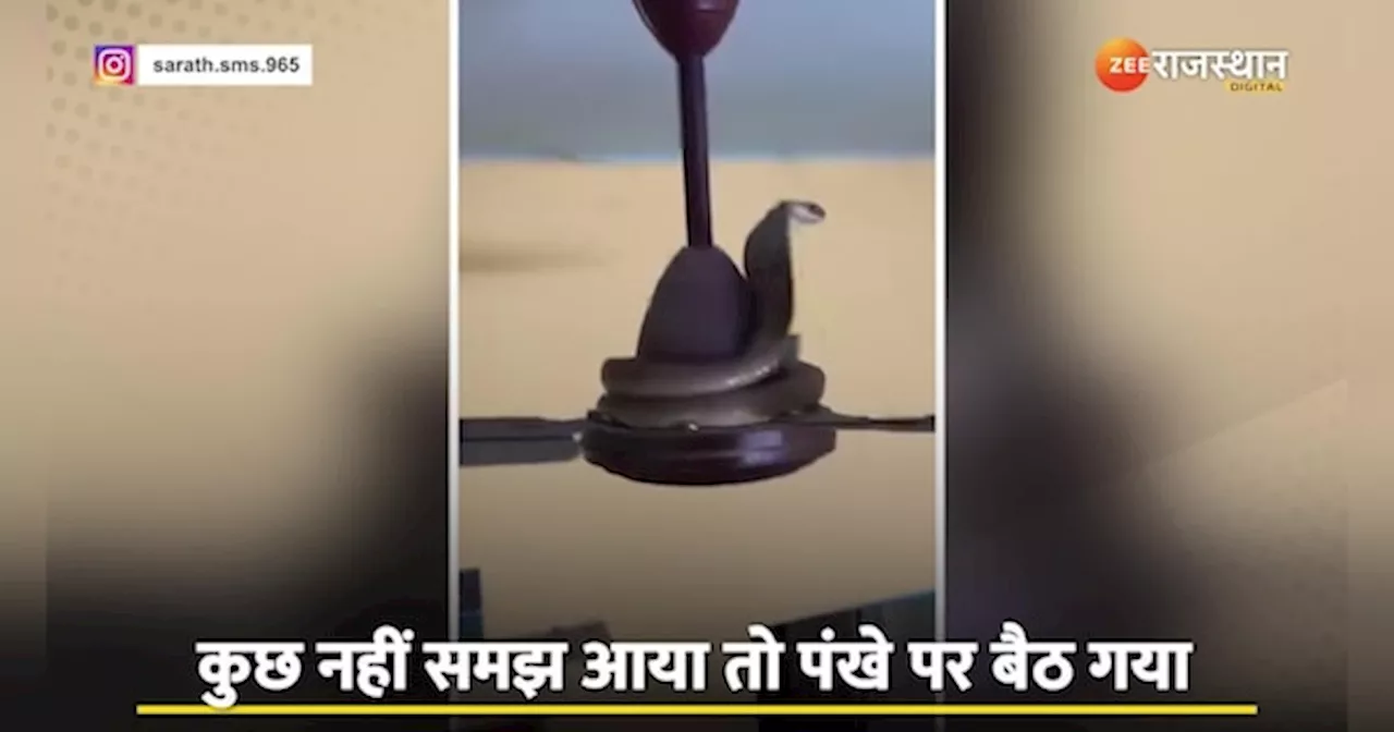 King Cobra Video: भयंकर गर्मी में नागराज का भी पारा हुआ, सीधा पंखे पर जा ही चढ़े