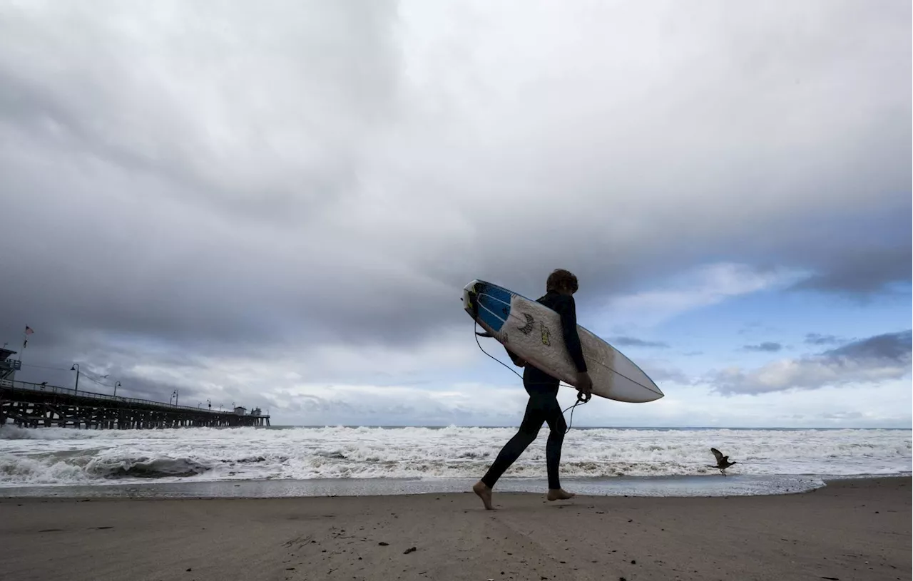 Etats-Unis : Des requins agressifs poussent les autorités de Californie à fermer des plages