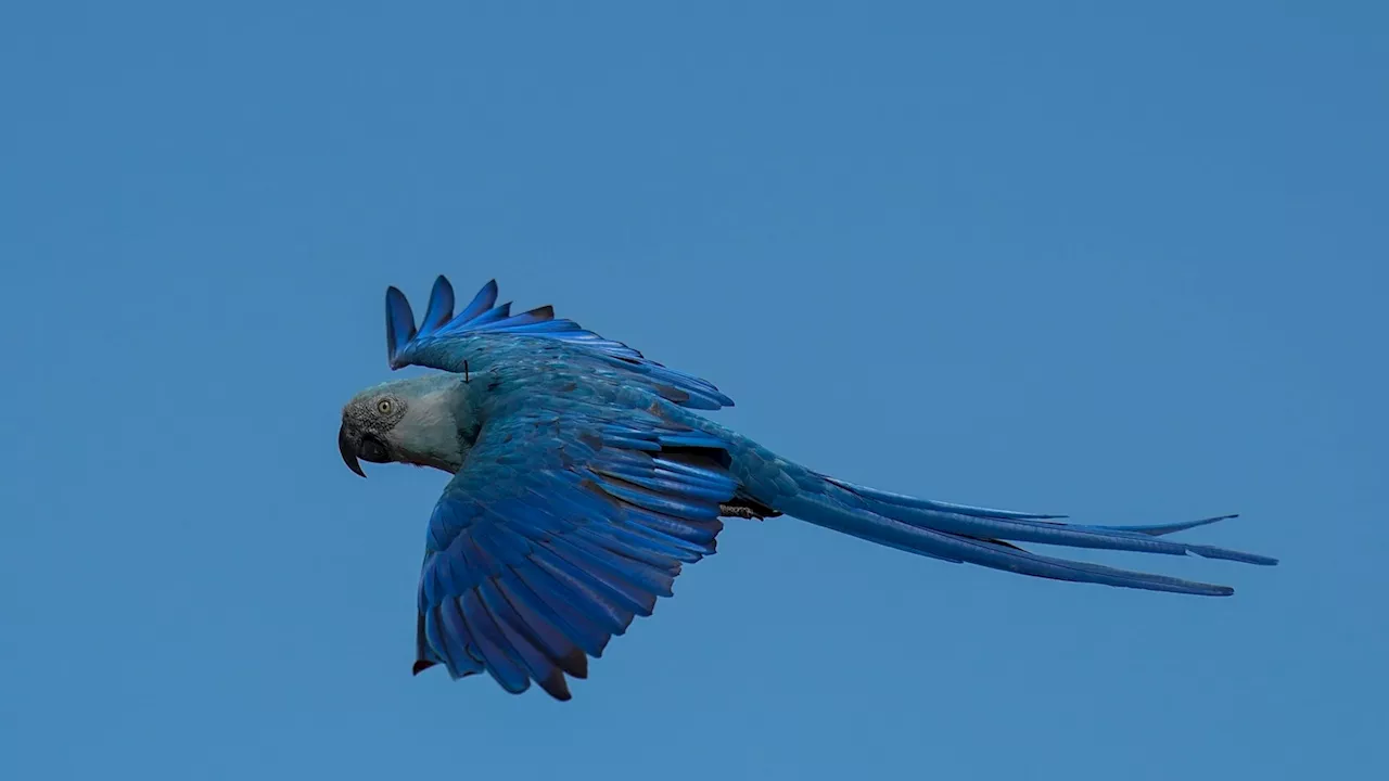 Recovery of Brazil's Spix's macaw, seen in 'Rio' films, threatened by climate change