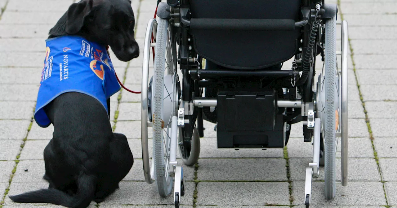 WATCH: Veteran business owner gives another veteran a free trained service dog