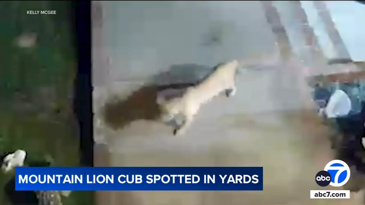 Baby mountain lion spotted roaming Thousand Oaks neighborhood