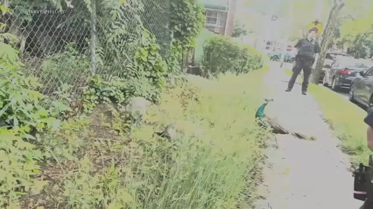 Community works together after group of peafowl stray from Bronx Zoo