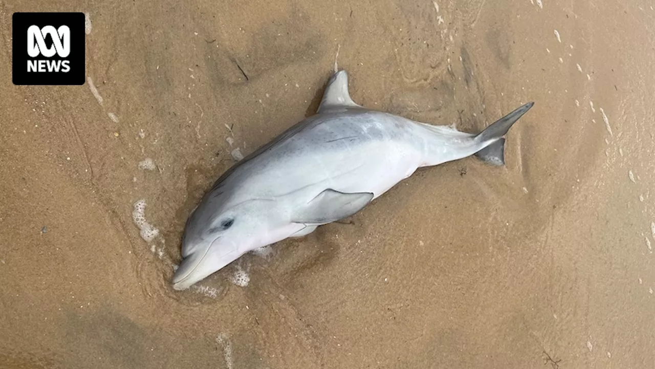 Volunteer hopes beaching of dolphin calf off Bunbury beach was a 'freak accident'