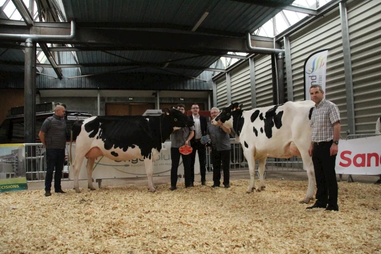 Plus de 200 vaches attendues au festival Calvados Terre d'élevage à Vire Normandie