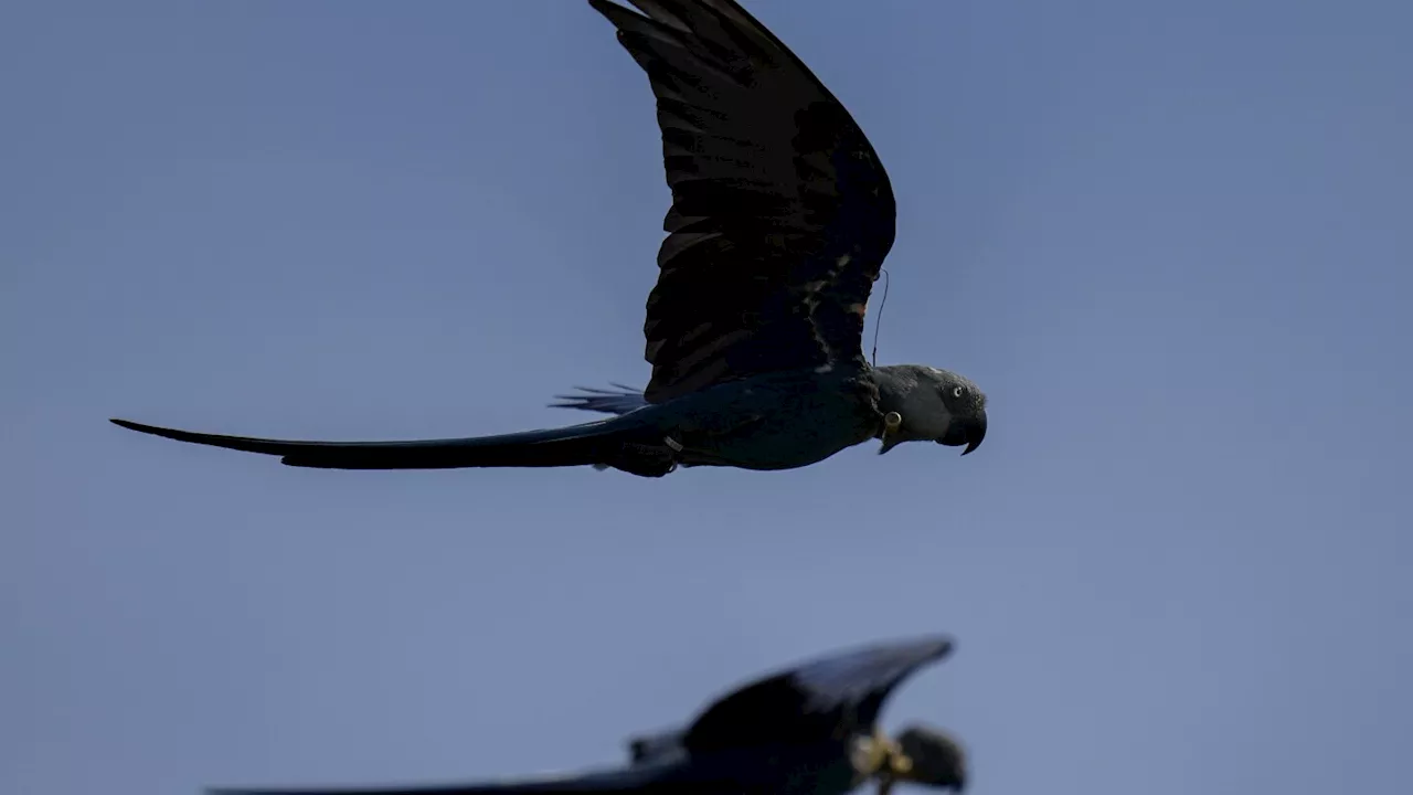 Recovery of Brazil's Spix's macaw, popularized in animated 'Rio' films, threatened by climate change