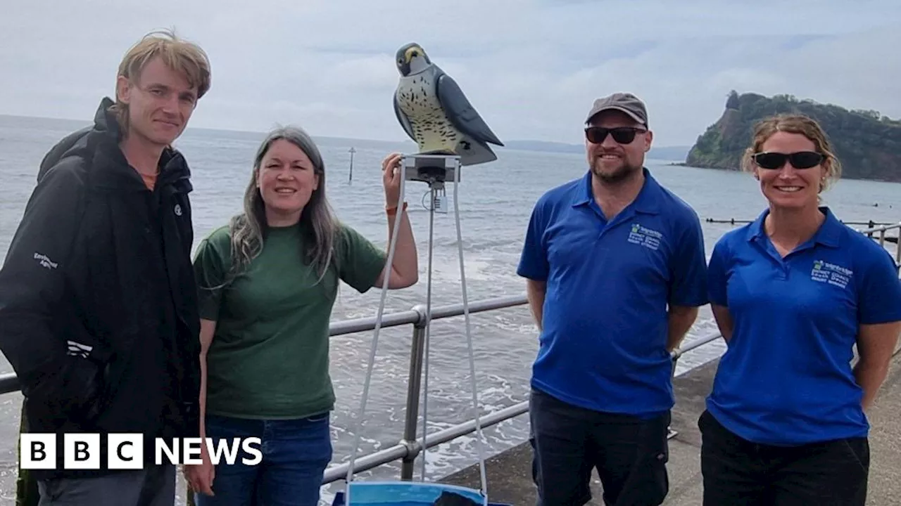 RoboBird installed to protect Devon bathing water