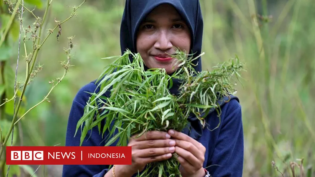 Ganja: BNN Aceh periksa kuliner yang dicurigai pakai ganja - Bagaimana sejarah ganja dalam hidangan tradisional Aceh?