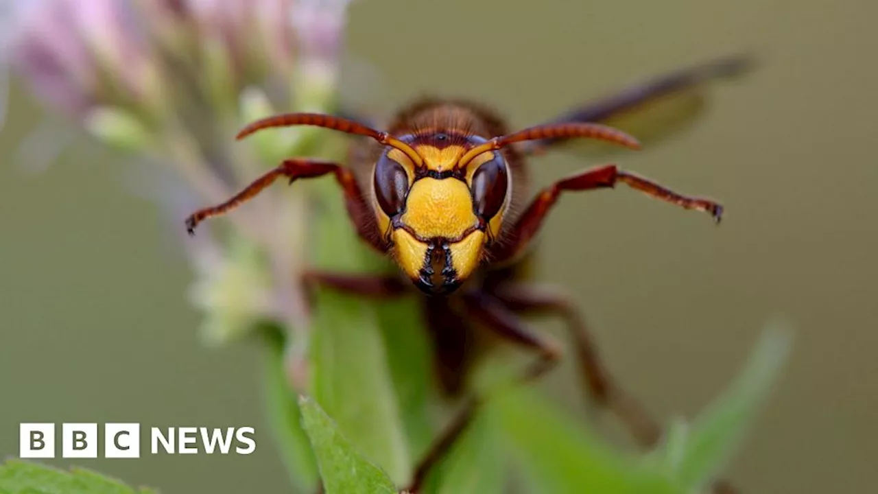 Peterborough charity issues general election manifesto for bugs