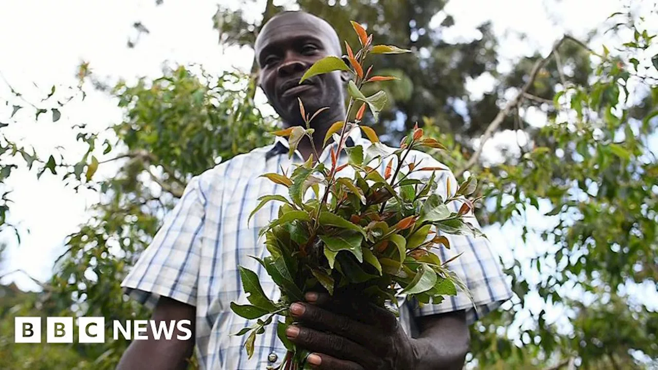 Kenya 'muguka' row: President Ruto reverses contentious stimulant ban