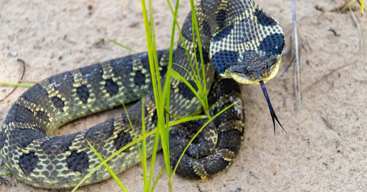 Ontario is home to a second venomous snake species you may not know about