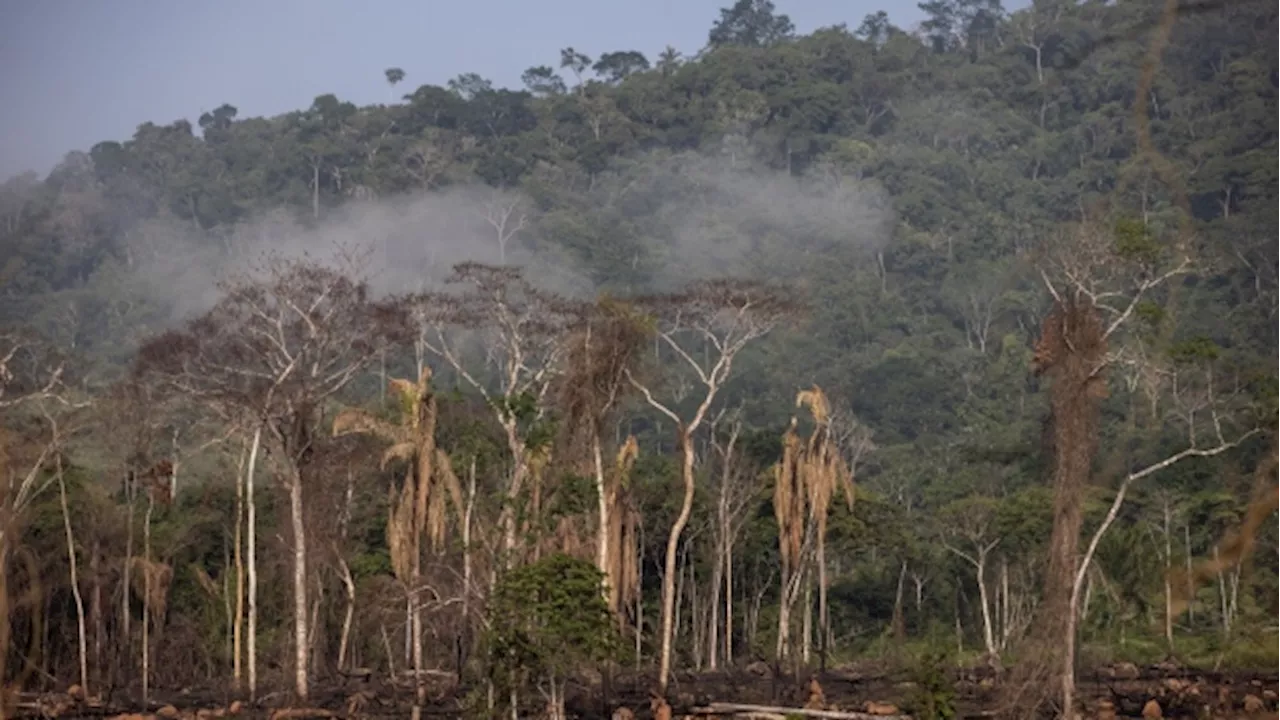 Amazon Degradation Soars With Brazil Facing Labor Spat, El Nino